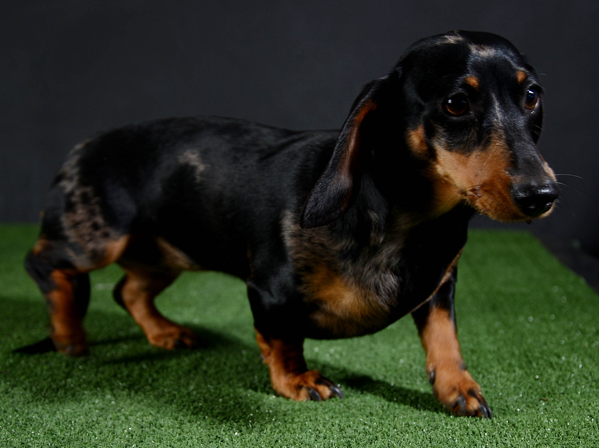 Our Dogs Duncolien Kennels